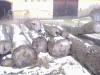Prodam drevo  na obalovou vyrobu nebo na topeni 