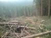 Štiepkovanie a materiál na štiepku