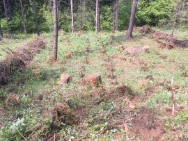 Hľadám pravú v pestovanej cinnosti
