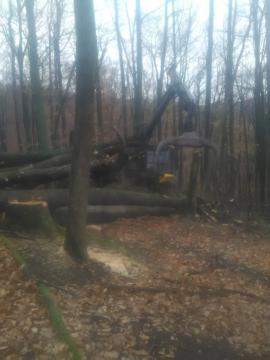 Ťažba dreva