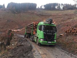 koupíme dřevo 11.8m 5.9m smrk a borovice
