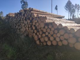 Kúpim kôrovec