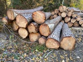 Prodám ČERSTVOU borovicovou kulatinu