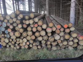 Predám kôrovca