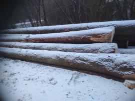 prodáme JEDLI a SMRK přesílené 30+cm na tenkém