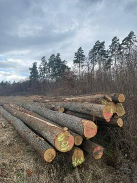 Dubová guľatina