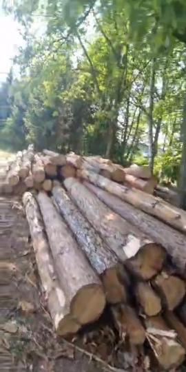 Prodám Borovici 4m
