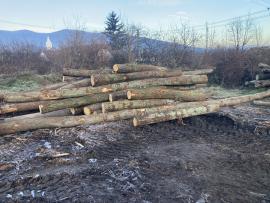 dubová guľatina , kvalita B,C .