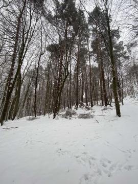Borovicová guľatina