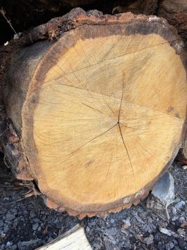 Predám dubovú guľatinu