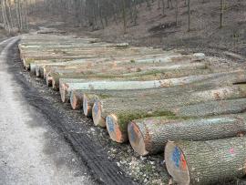 POZVÁNKA NA VEREJNÚ DRAŽBU CENNÝCH SORTIMENTOV SUROVÉHO DREVA