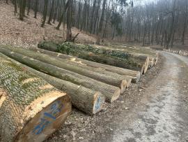 POZVÁNKA NA VEREJNÚ DRAŽBU CENNÝCH SORTIMENTOV SUROVÉHO DREVA