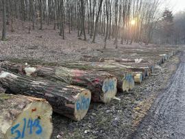 POZVÁNKA NA VEREJNÚ DRAŽBU CENNÝCH SORTIMENTOV SUROVÉHO DREVA