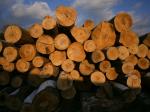Beech Cuts / Strips | Hardwood | Lumber | Nagy Bertold egyéni vállalkozó