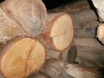 Oak Saw logs | Hardwood | Logs | Lesprom-ug