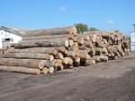 Beech - Logs