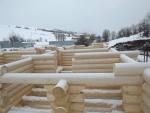 Spruce - Logs