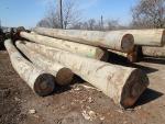 Saw logs