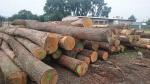 Saw logs