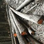 Larch - Logs