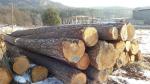 Pine Saw logs | Softwood | Logs | Ivan Tadian Drevinka
