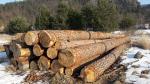 Saw logs