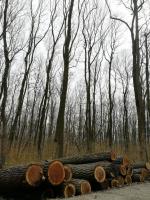 Walnut - Logs