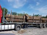 Oak - Logs