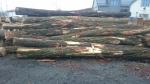 Saw logs