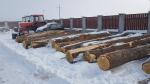 Oak - Logs