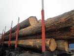 Saw logs