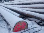 Spruce Saw logs | Softwood | Logs | Peter Haladej