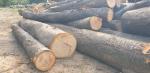 Saw logs