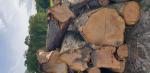 Cherry Saw logs | Hardwood | Logs | 19th-Wood s.r.o.