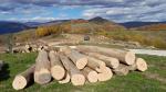 Maple - Logs