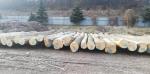 Beech - Logs