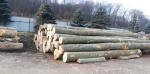 Beech Saw logs | Hardwood | Logs | OakLand s.r.o.