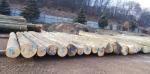 Beech Saw logs | Hardwood | Logs | OakLand s.r.o.