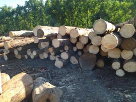 Spruce - Logs