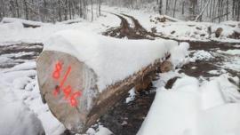 Maple - Logs