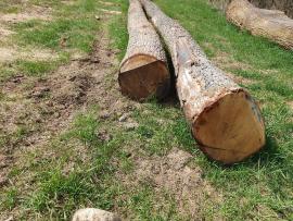 Saw logs