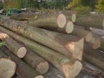 Oak Saw logs |  Hardwood | Logs | P.P.H.U DAN-DREW 