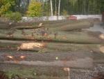 Oak Saw logs |  Hardwood | Logs | P.P.H.U DAN-DREW 