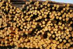 Pine Pulpwood |  Softwood | Logs | Limited Liability Company 