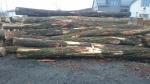 Locust Saw logs |  Hardwood | Logs | TRANS-WOOD