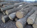 Locust Saw logs |  Hardwood | Logs | TRANS-WOOD