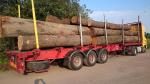 Oak Saw logs |  Hardwood | Logs | ANDREMAX