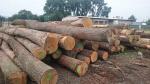 Oak Saw logs |  Hardwood | Logs | TRANS-WOOD