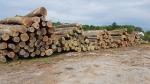 Oak Standing logs |  Hardwood | Logs | 19th-Wood s.r.o.