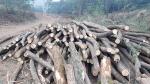 Locust Poles |  Hardwood | Logs | 19th-Wood s.r.o.
